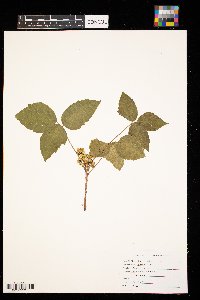 Toxicodendron radicans image