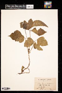 Rhus glabra image