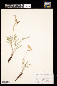 Lomatium orientale image