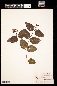 Apocynum androsaemifolium image