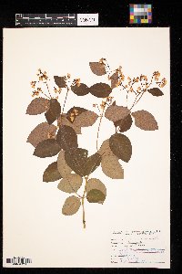 Apocynum androsaemifolium image