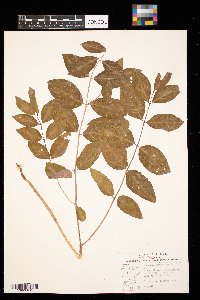 Apocynum androsaemifolium image