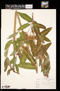 Apocynum cannabinum image