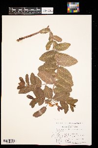 Apocynum cannabinum image