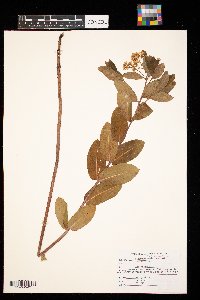 Apocynum cannabinum image