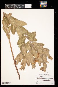 Apocynum cannabinum image