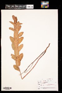 Apocynum cannabinum image