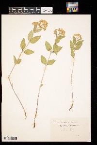 Asclepias ovalifolia image