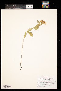 Asclepias ovalifolia image