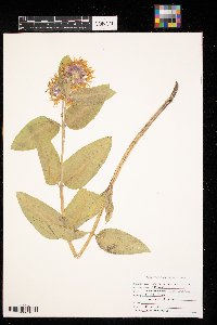 Asclepias speciosa image