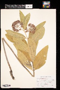 Asclepias syriaca image