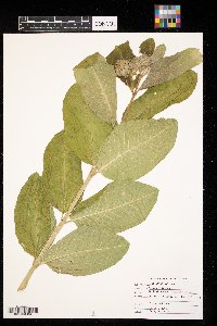 Asclepias syriaca image