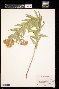 Asclepias syriaca image