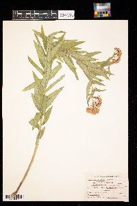 Asclepias tuberosa image