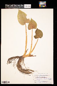 Calla palustris image