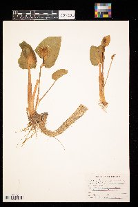 Calla palustris image