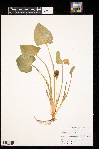 Calla palustris image