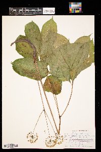 Aralia nudicaulis image