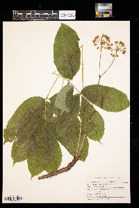 Aralia nudicaulis image