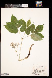 Aralia nudicaulis image