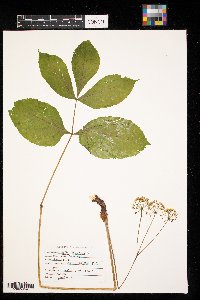 Aralia nudicaulis image