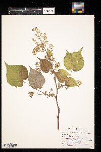 Aralia racemosa image