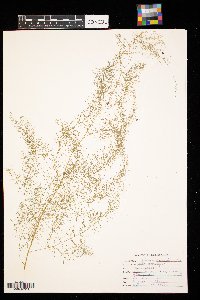 Asparagus officinalis image