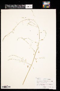 Asparagus officinalis image