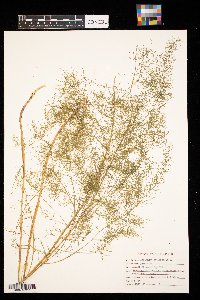 Asparagus officinalis image