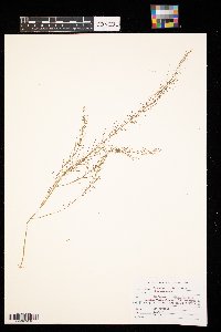 Asparagus officinalis image