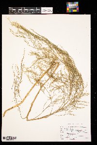 Asparagus officinalis image