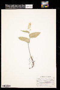 Maianthemum canadense image