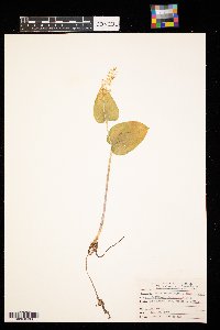 Maianthemum canadense image