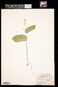 Maianthemum canadense image