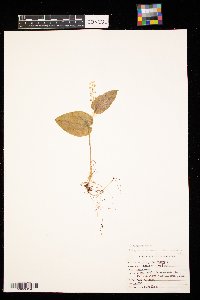 Maianthemum canadense image