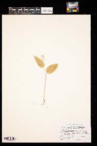 Maianthemum canadense image