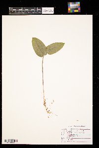 Maianthemum canadense image