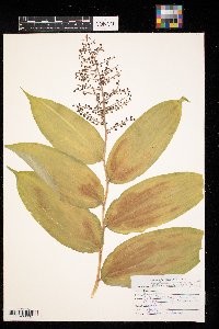 Maianthemum racemosum image