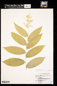 Maianthemum racemosum image