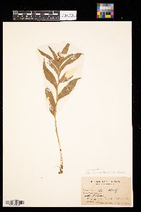 Maianthemum stellatum image