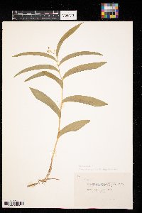 Maianthemum stellatum image