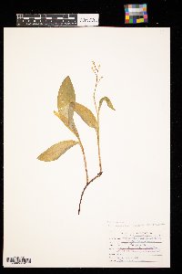 Maianthemum trifolium image