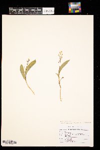 Maianthemum trifolium image