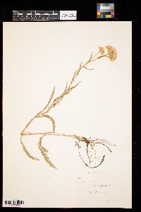 Achillea millefolium image