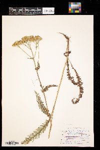 Achillea millefolium image