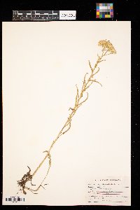 Achillea millefolium image