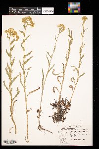 Achillea millefolium image