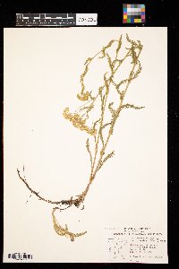 Achillea millefolium image