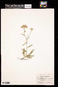 Achillea millefolium image