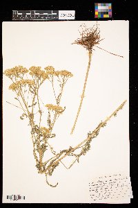 Achillea millefolium image